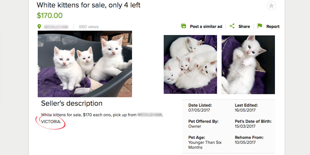 Gumtree ad for kittens in Victoria: missing microchip number.